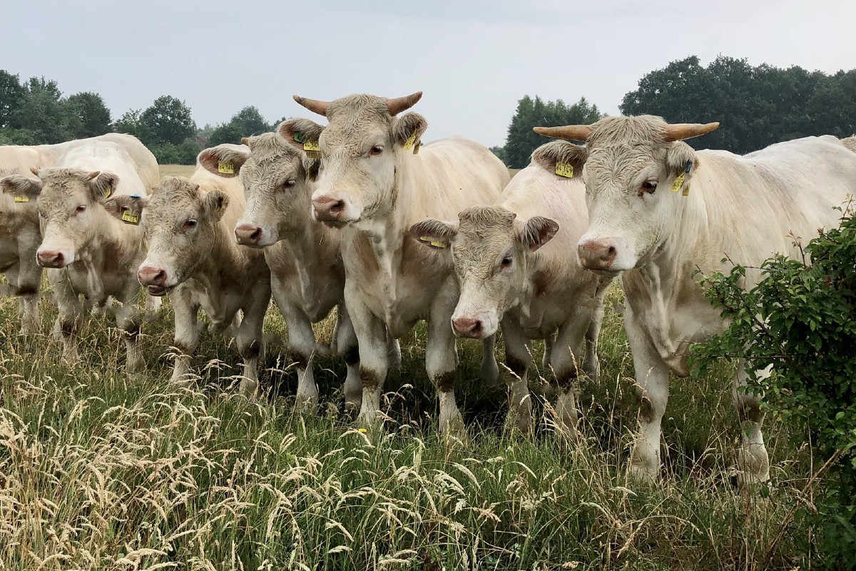 Charolais Rinder auf der Weide