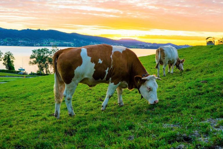 Luxus-Steaks: Simmentaler – feinstes Rindfleisch aus den Alpen - Grillen.io