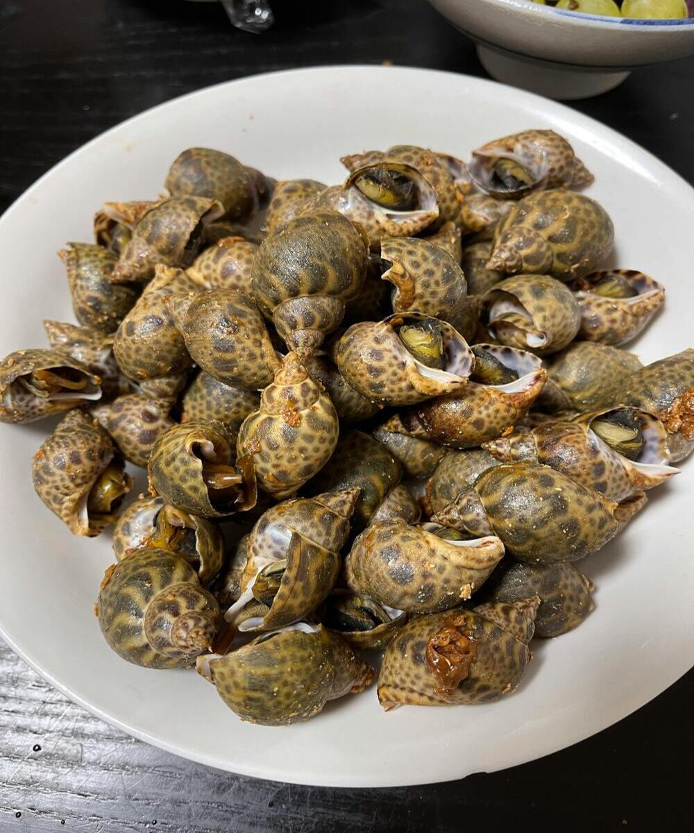 Vorgekochte Buzio-Schnecken